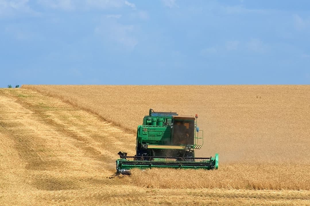 De FAO schat de wereldwijde productie aan tarwe op 775,4 miljoen ton. - Foto: Canva
