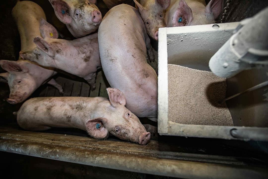 Op korte termijn wordt onder meer gedacht aan mogelijkheden om de kostprijzen voor veevoer te dempen. - Foto: Ronald Hissink