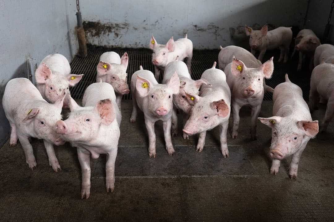 Foto: Herbert Wiggerman