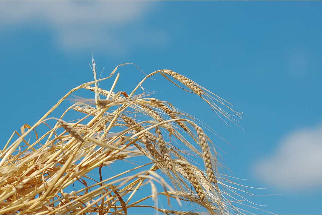 Zomergraan. - Foto: Canva/ Eifelgrapher
