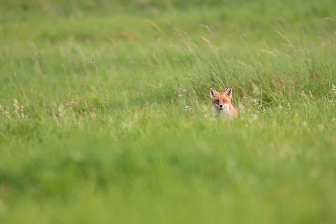 Zonder ontheffing mogen er in heel Nederland geen vossen meer worden geschoten. - Foto: Canva
