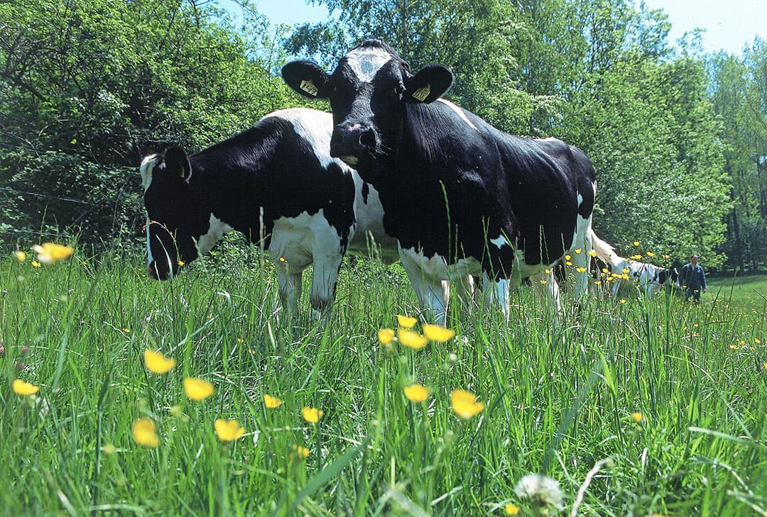 Drachtige vaarzen in een natuurgebied. Let bij weidegang op voldoende grasaanbod, zodat vaarzen zich ook goed blijven ontwikkelen na inseminatie en tijdens de dracht. Als in droge jaren met weinig gras de conditie te veel afneemt, voer dan het jongvee bij. - Foto: Mark Pasveer