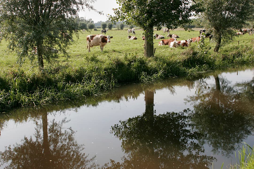 Koeien staan in een weiland waar langs de Langbroekerwetering loopt. Met de aanpassing van het peilbesluit is te weinig rekening gehouden met de belangen van een melkveehouder. - Foto: ANP