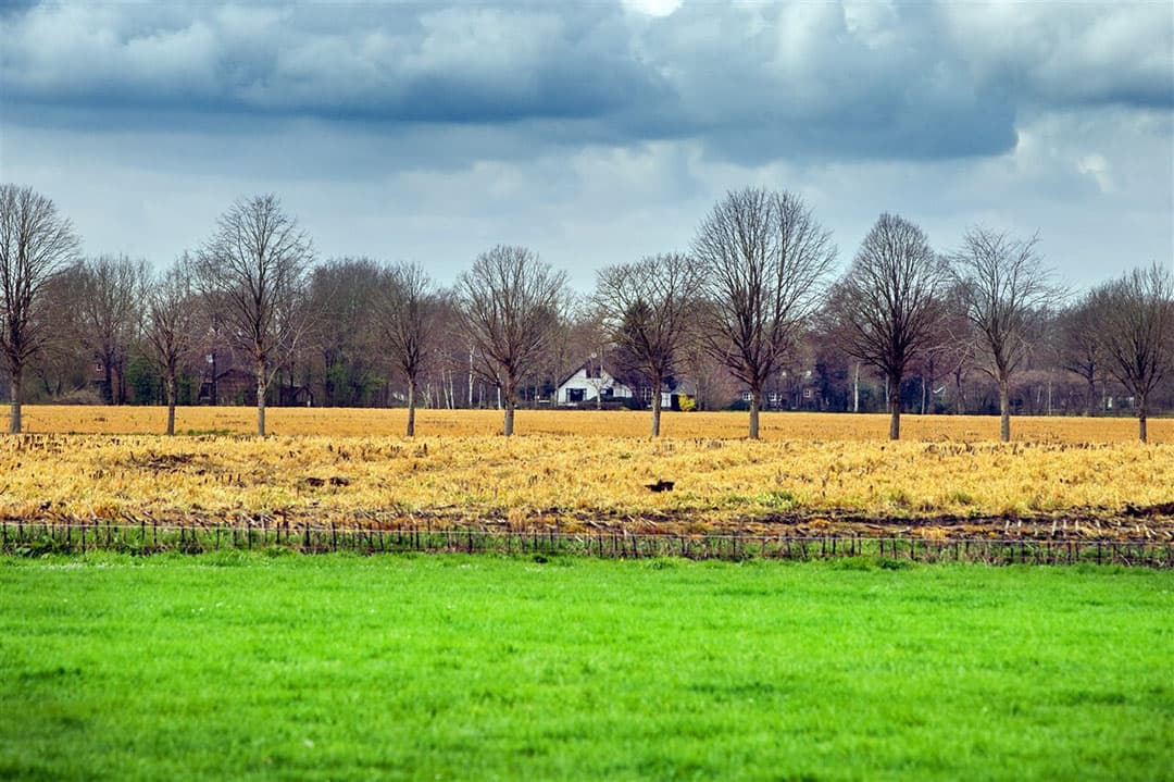 Gele graslandpercelen. - Foto: ANP/ Hollandse Hoogte/ Marcel van Kammen