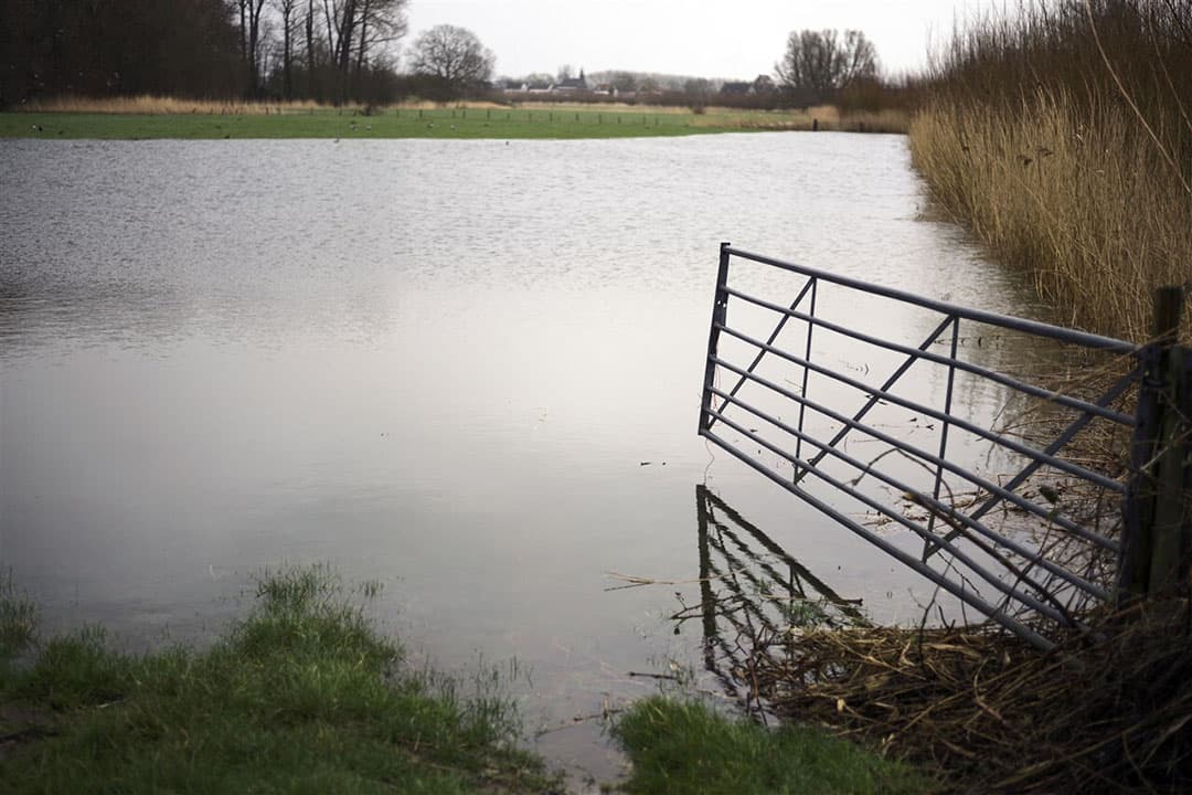 Een overvloed aan hemelwater en een verzadigde bodem leidde in grote delen van het land tot overstroomde landbouwgrond. - Foto: ANP