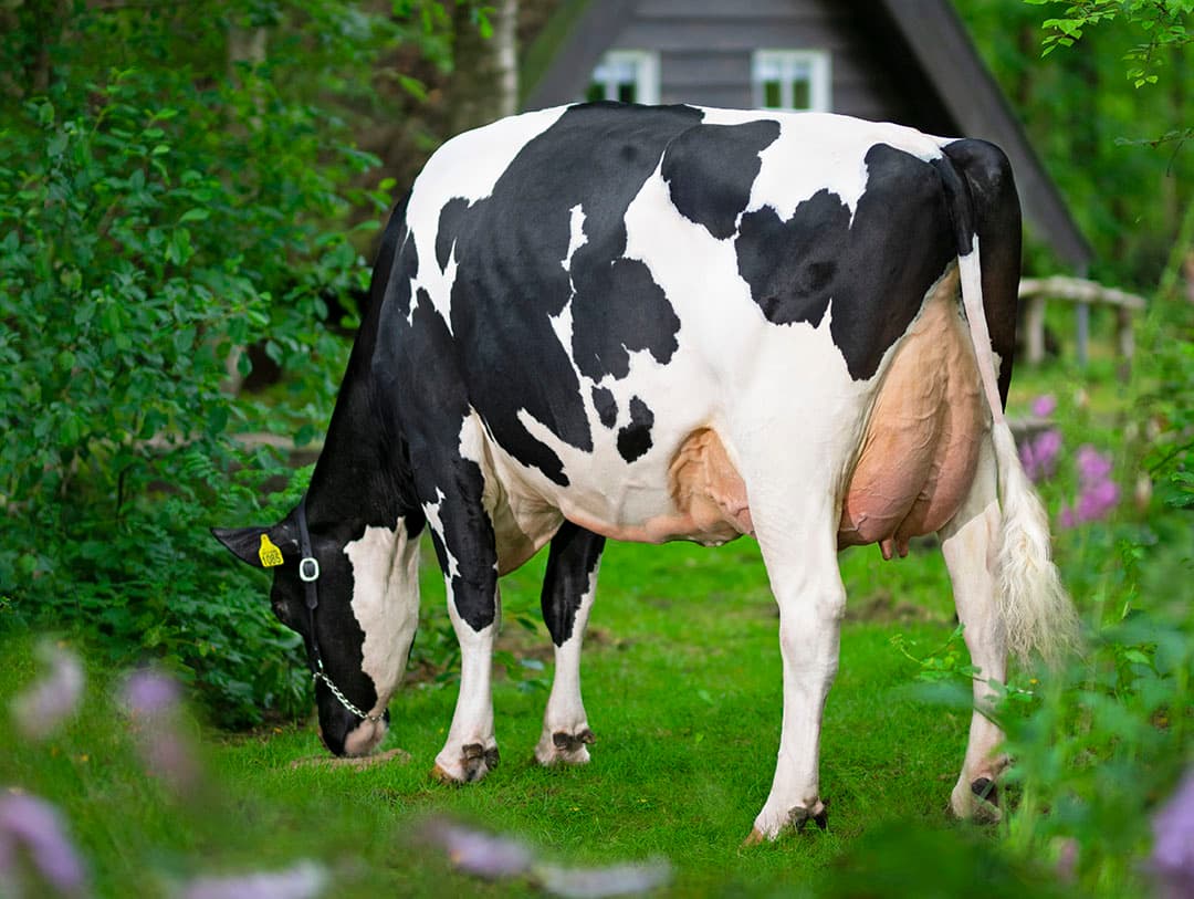 De Oosterhof DG Rose (AV-89, EX-90 uier) is de overgrootmoeder van DG DV Rammstein en combineert exterieur met productie. - Foto: Anna Joosse