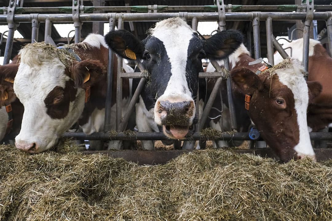 Koeien op een Vlaams melkveebedrijf. Melkveebedrijven moeten 24% minder stikstof uitstoten. - Foto: ANP