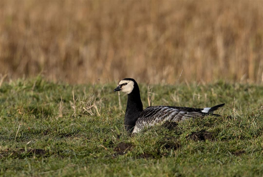 Veel brandganzen zijn besmet met vogelgriep. - Foto: Sijmen Hendriks
