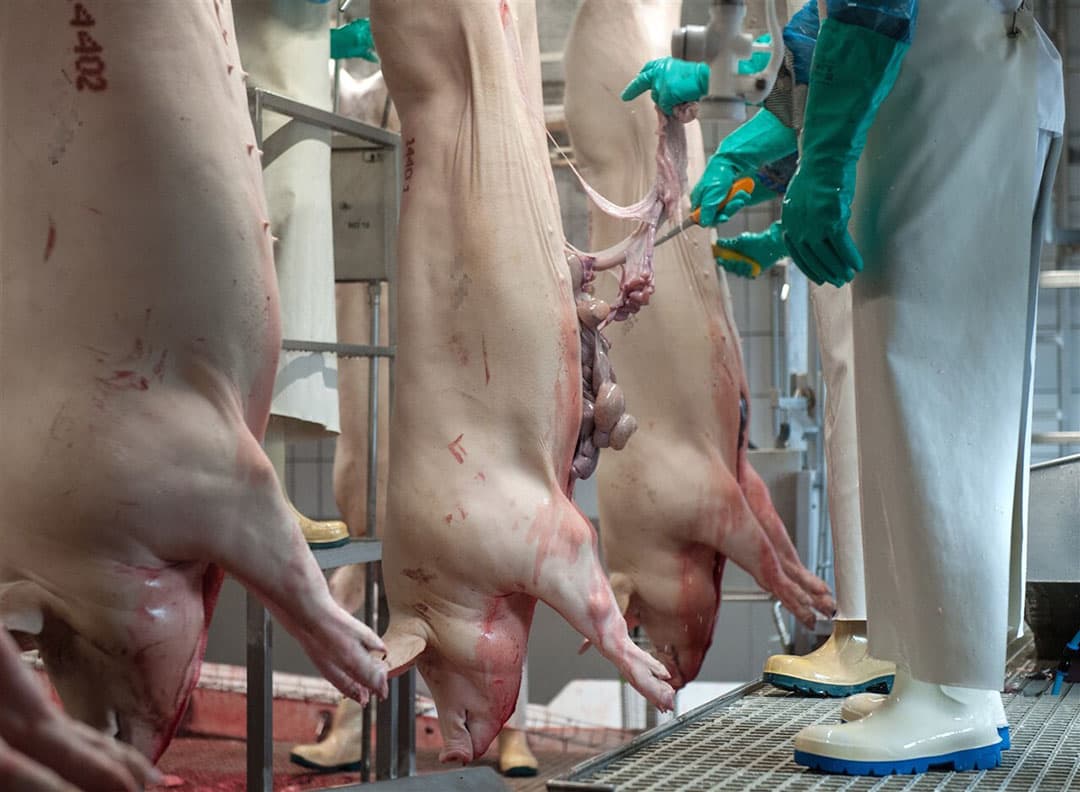 Slachten van varkens in een slachterij in het Duitse Garrel. - Foto: ANP