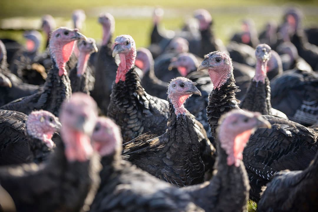 Het is de vierde keer dit seizoen dat bij een kalkoenenbedrijf vogelgriep is vastgesteld. - Foto: Canva