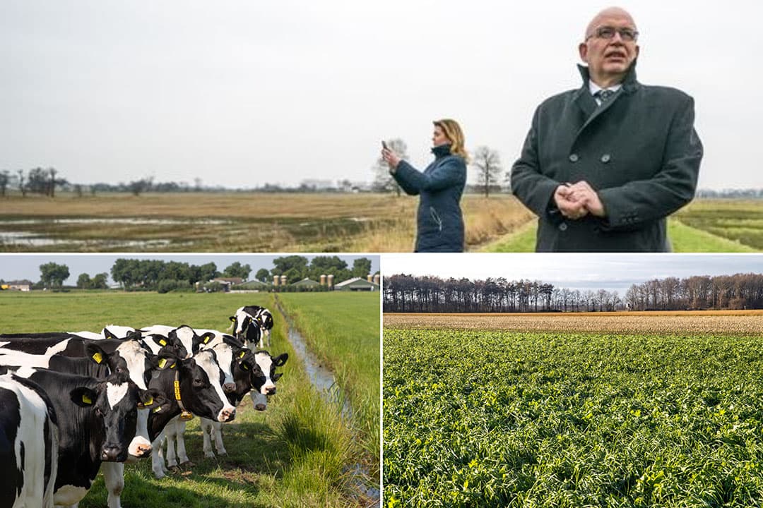 De melkveehouderij moet binnen tien jaar helemaal grondgebonden zijn, kondigen de ministers Henk Staghouwer (Landbouw, Natuur en Voedselkwaliteit) en Christianne van der Wal (Natuur en Stikstof) aan. - Foto: ANP/Herbert Wiggerman/Ronald Hissink