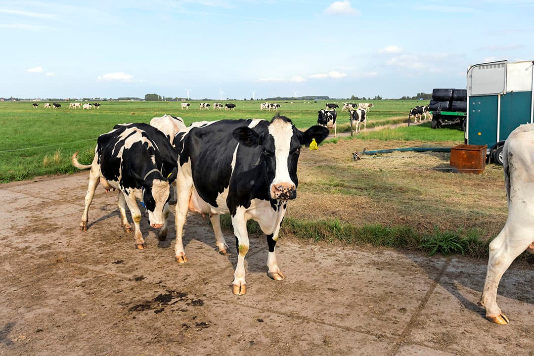 De stikstof- en fosfaatuitstoot zijn vorig jaar opnieuw onder de plafonds gebleven, blijkt uit cijfers van het Centraal Bureau voor de Statistiek. - Foto: Roel Dijkstra