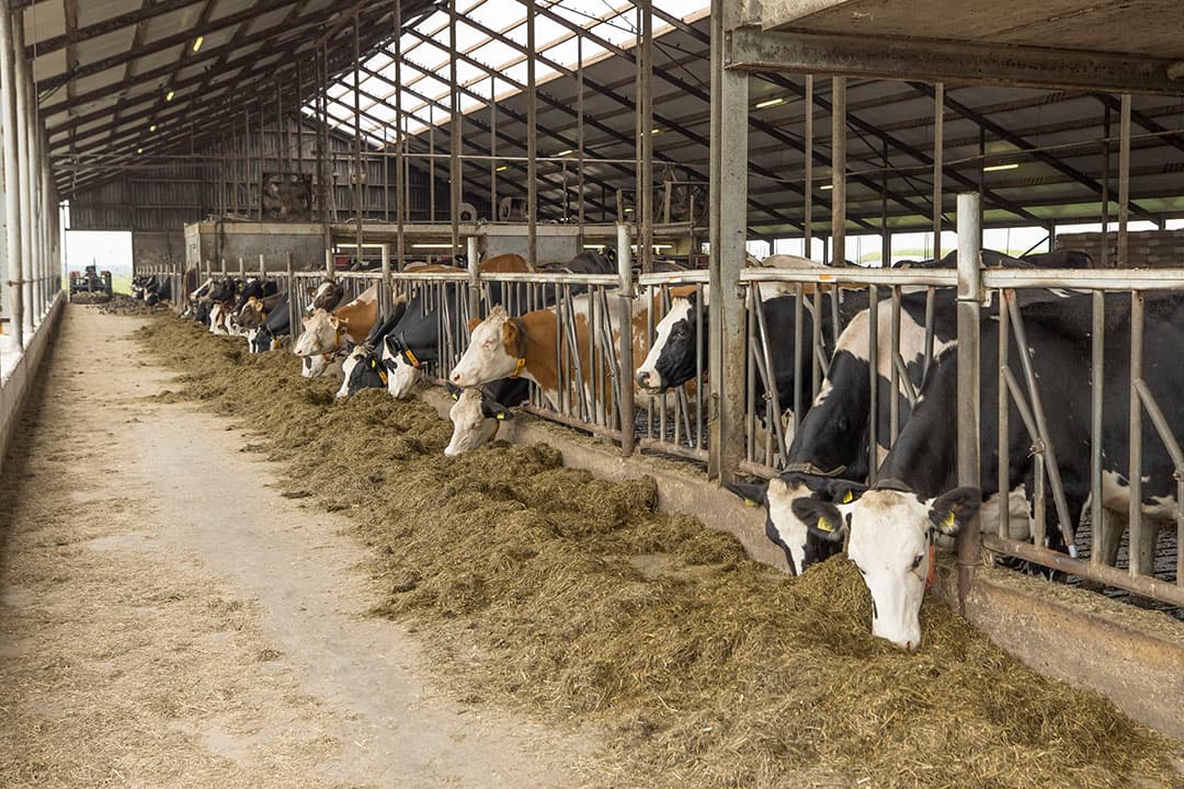 Foto: Koos Groenewold