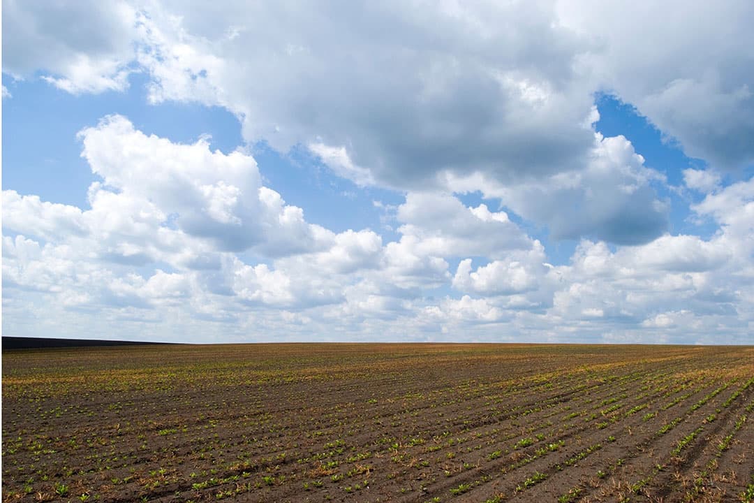 De Nederlandse kennis en kunde in combinatie met Nederlandse spullen zou de Oekraïense landbouw kunnen helpen om de zeer vruchtbare zwarte landbouwgrond ten volle te benutten, zei oud-landbouwminister Trofimtseva. Foto: Canva