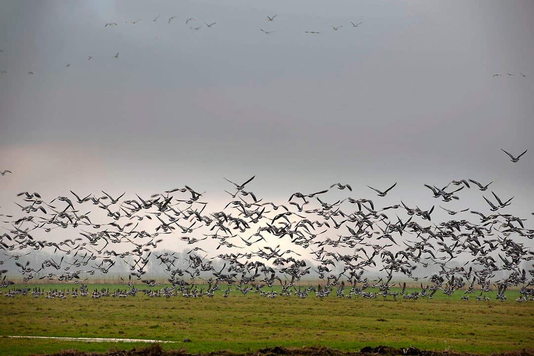 De Deskundigengroep Dierziekten wijst op het verband tussen uitbraken en waterrijke gebieden, maar stelt dat besmettingen ook verder landinwaarts voorkomen. Mogelijk omdat sinds december veel ganzen besmet zijn, die verder het land inkomen. - Foto: Mark Pasveer