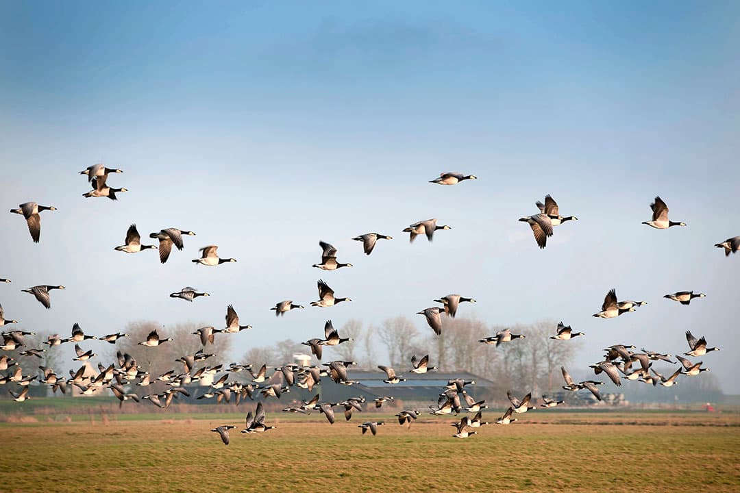 Dat de vogelgriep via trekvogels naar Nederland is gebracht, is onomstotelijk vastgesteld. - Foto: Mark Pasveer