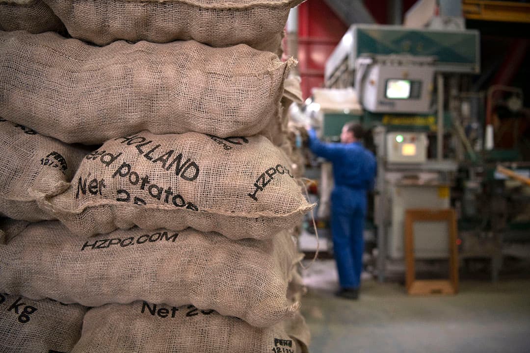 Pootgoed sorteren, opzakken en laden voor export. - Foto: Mark Pasveer