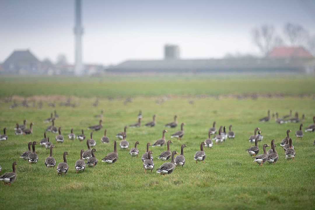 Foto: Mark Pasveer