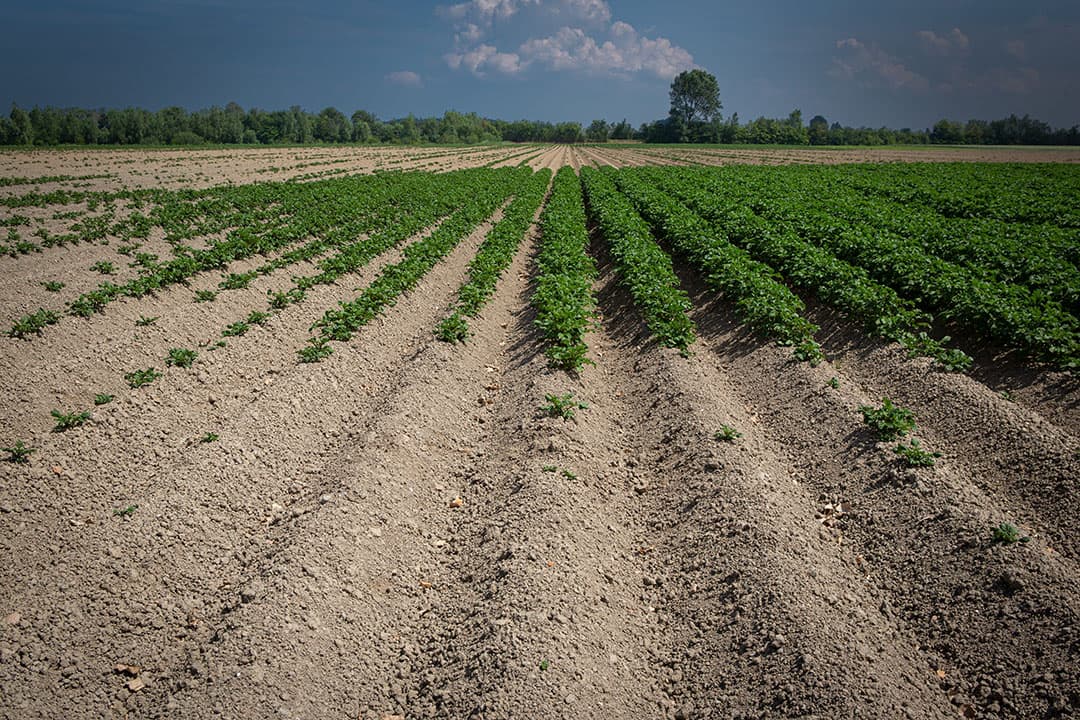 Voor jaar 2020. Aardappeltelers hadden te maken met extreme droogte. - Foto: Peter Roek