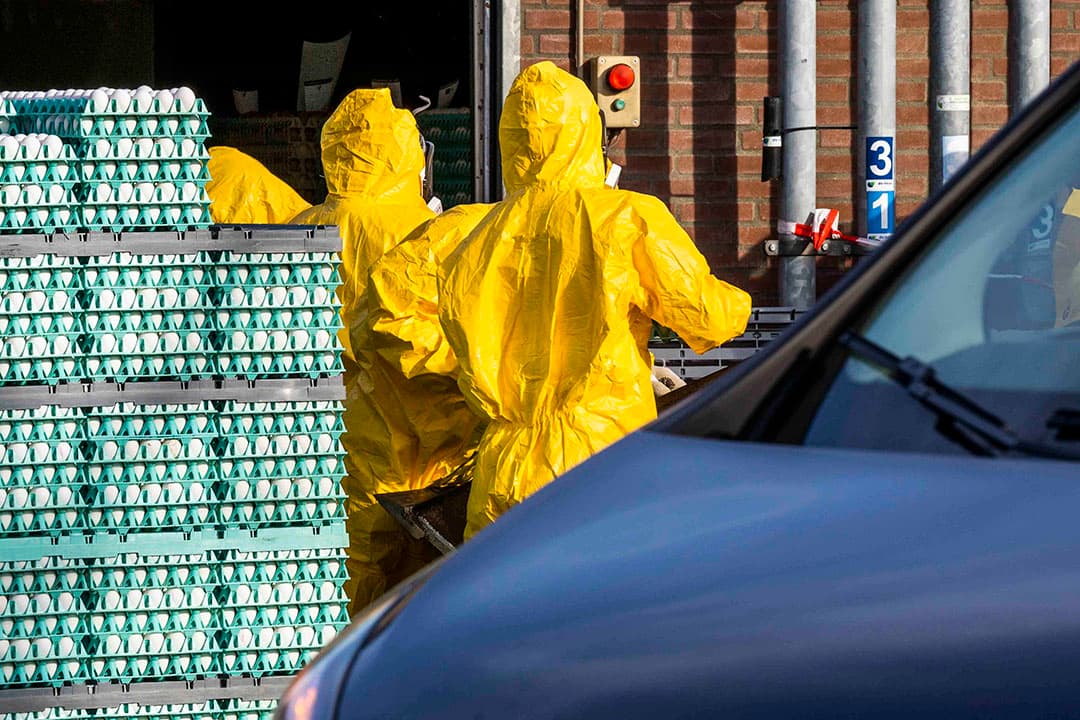 Dierenrechtenorganisaties willen dat preventief ruimen stopt en dat er niet langer wordt geruimd bij laagpathogene vogelgriep. - Foto: Bert Jansen