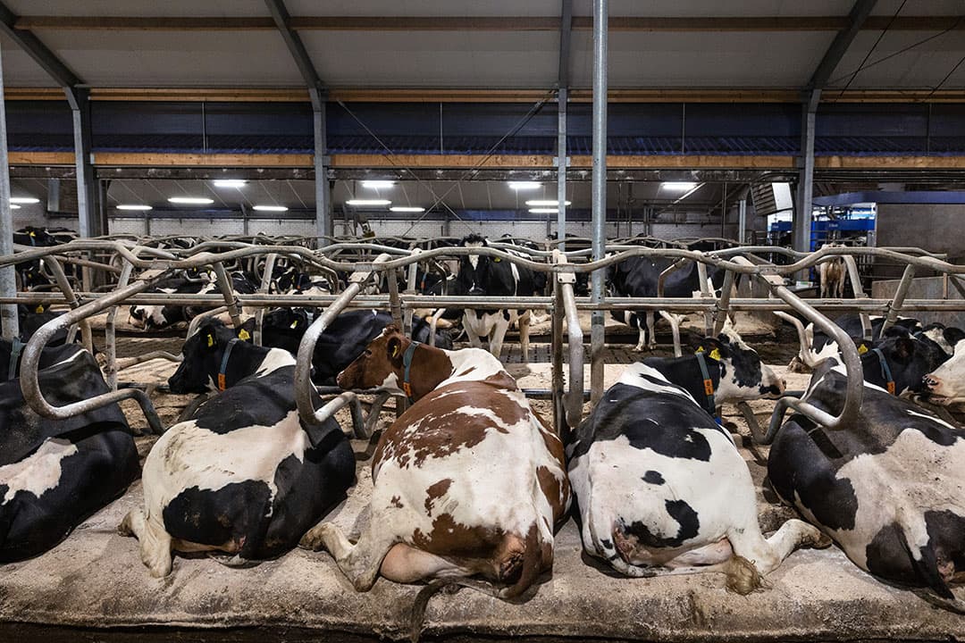 Foto: Herbert Wiggerman