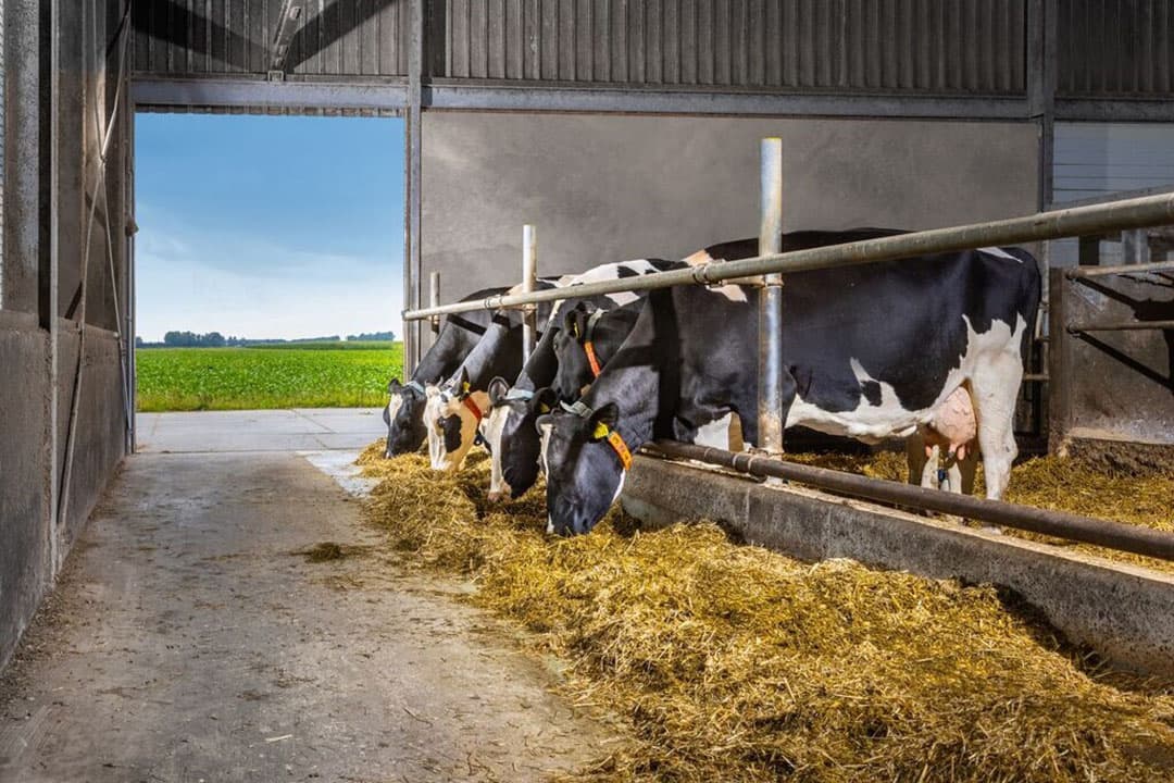 Koeien met (subklinische) melkziekte hebben een grotere kans om andere gezondheidsproblemen te ontwikkelen. Voorkom dus deze ziekte. - Foto: De Heus