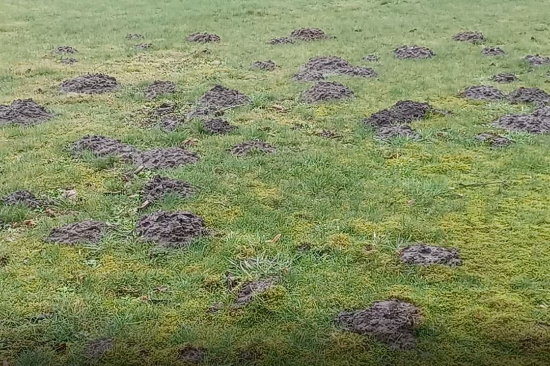 Mollen kunnen veel schade aanbrengen in het grasland. - Foto: Boerderij