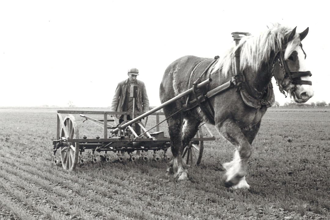 Niet meer breedwerpig zaaien maar op rijen met een vaste onderlinge afstand, dat was waar het langzaamaan naar toe ging. Er zaten voordelen aan zoals op de foto: mechanisch onkruid schoffelen tussen de rijen. Veel boeren hanteerden echter nog lang hun eigen werkbreedtes. - Foto: Misset