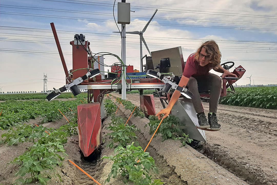 Juni 2021, onderzoek in Lelystad naar geautomatiseerd 'ziek zoeken' in aardappelen met twee camera's per rij. - Foto: ILVO
