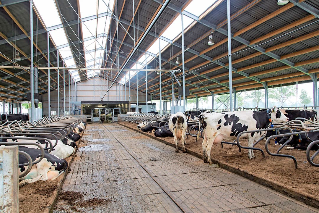 Onder een emissiearme vloer kan de concentratie brandbare mestgassen makkelijker oplopen dan onder een traditionele roostervloer. En doordat de vloer grotendeels gesloten is, groeit de kans op een explosie. - Foto: Koos Groenewold