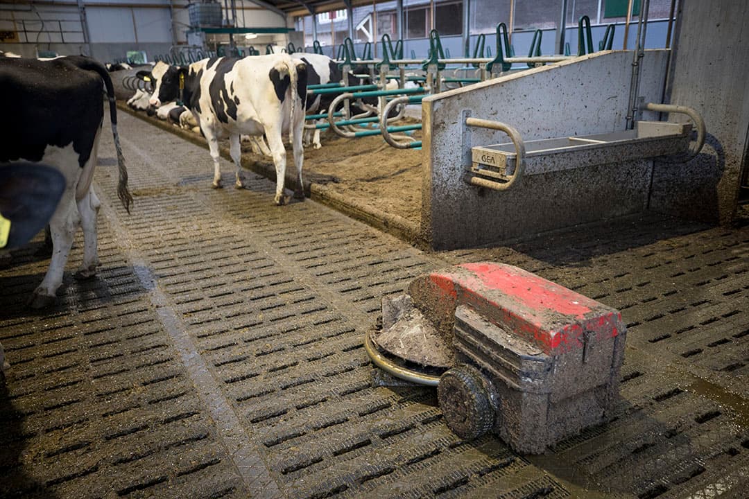 Frequent reinigen van de loopgangen draagt bij aan het verminderen van de kans op een verhoogd celgetal. - Foto: Koos Groenwold