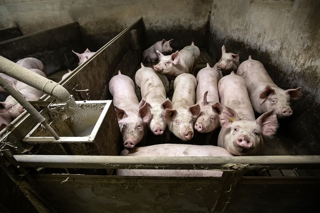 Foto: Ronald Hissink