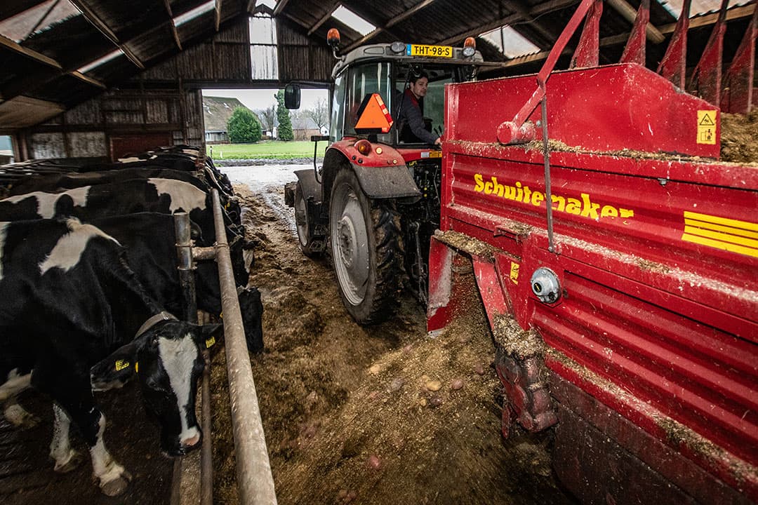 Van de 418 respondenten laat 68% een aparte rantsoenberekening maken voor de droge koeien. - Foto: Ronald Hissink