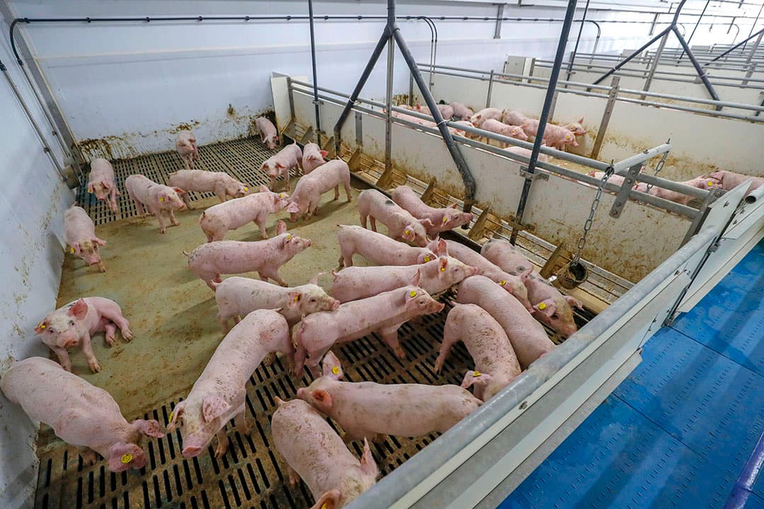 De biggen na spenen aan het vreten houden helpt om de kans op darminfecties te verkleinen.  - Foto's: Bert Jansen