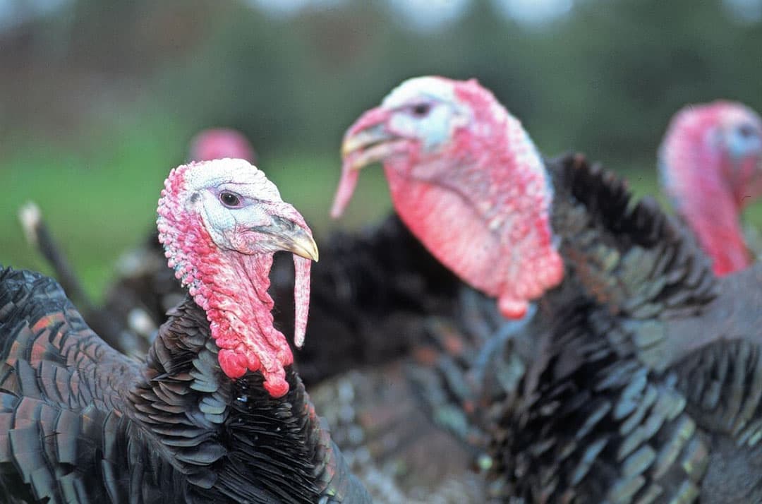 In de provincie Groningen is recent bij kalkoenen, vleeskuikens, opfokleghennen en leghennen vogelgriep vastgesteld. - Foto: Mark Pasveer