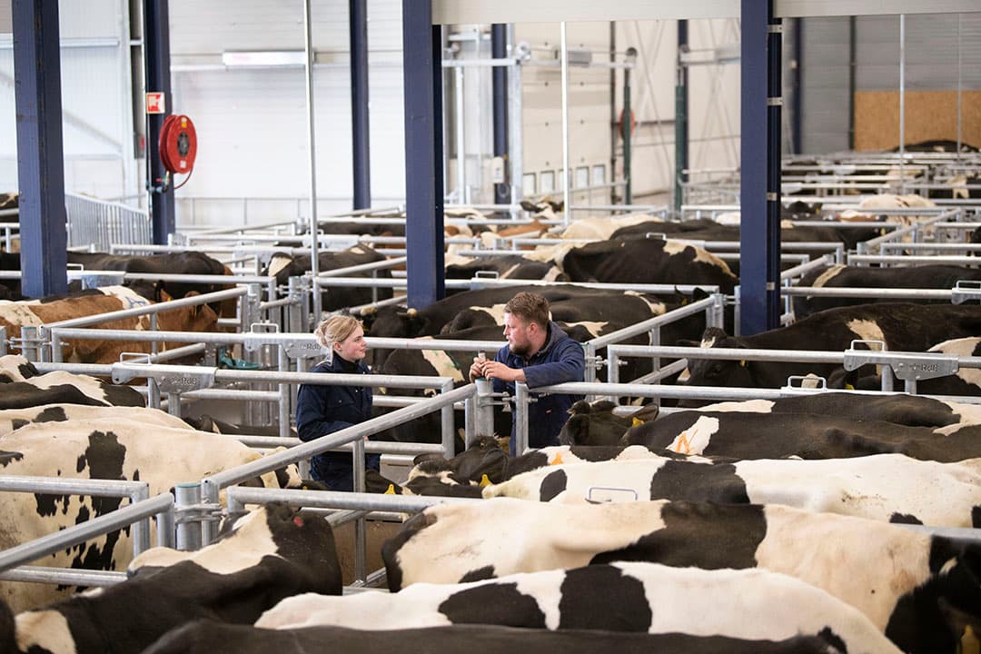 Veemarkt Leeuwarden verhuisde vorig jaar naar een nieuwe locatie die voldoet aan moderne eisen. Dieren staan er op stro in groepshokken. - Foto's: Mark Pasveer