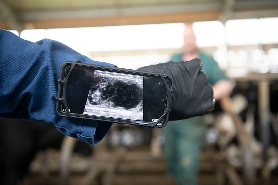 Doe regelmatig drachtcontrole. Dan weet je welke koeien er open zijn en kan je het aantal beheersen. - Foto: Mark Pasveer