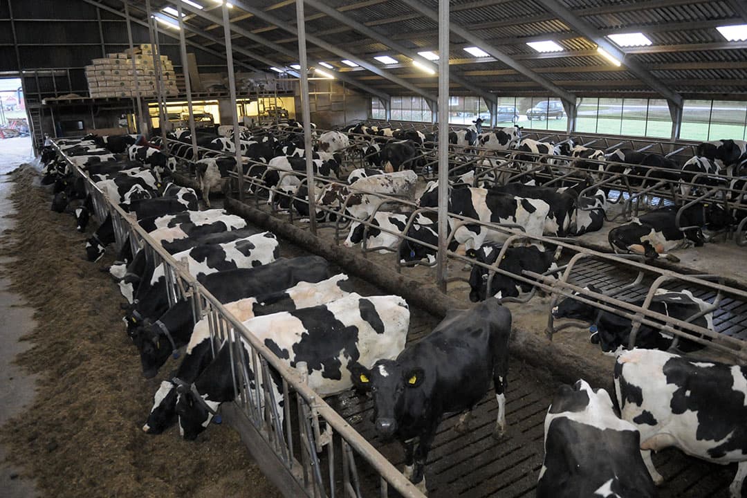 De infectiedruk wordt grotendeels bepaald door het management. Zeker bij omgevingsgebonden kiemen speelt infectiedruk een grote rol en moeten maatregelen zich richten op verbeteren van hygiëne. Schoon en droog is dan het devies. - Foto: Penn Communicatie