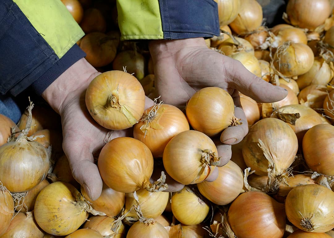De gemiddelde weekafzet van uien kwam in de eerste vier weken van dit jaar uit op 22.932 ton. - Foto: Ruud Ploeg