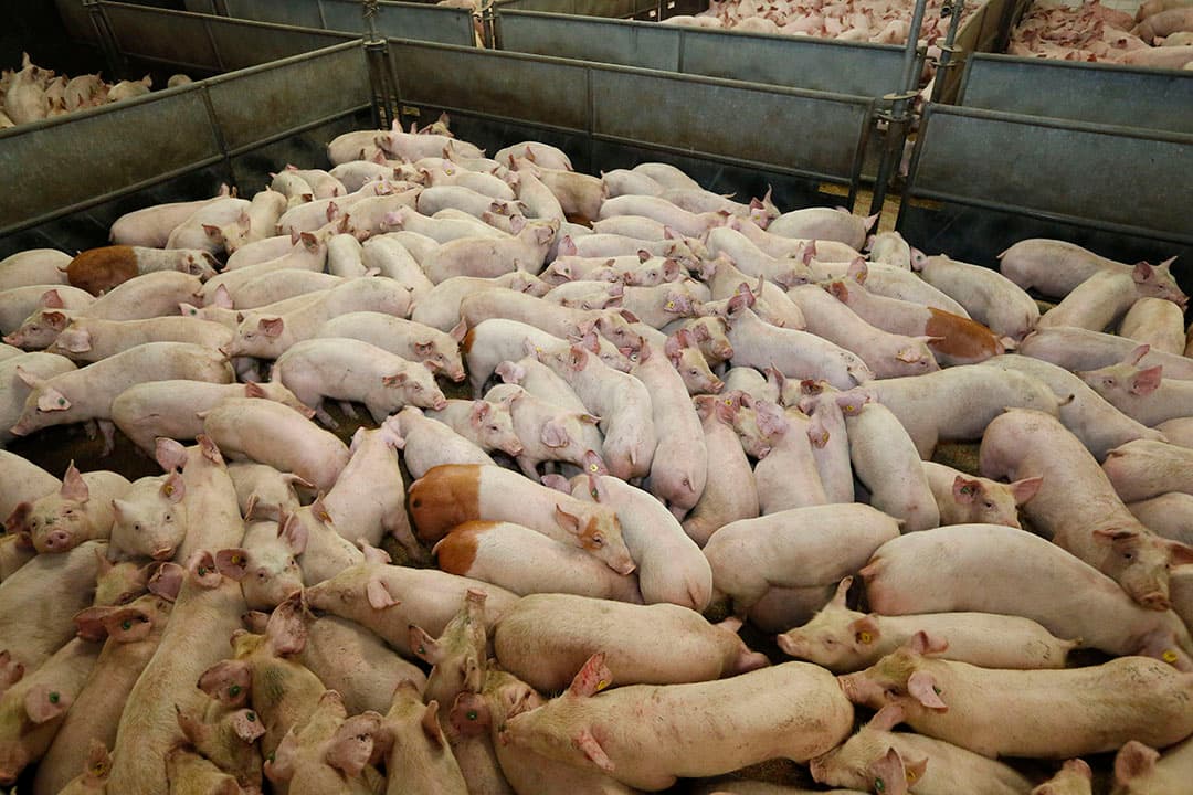 Noodopvang is belangrijk bij een uitbraak van een dierziekte. De stallen puilen snel uit in het geval van een vervoersverbod. - Foto: Henk Riswick