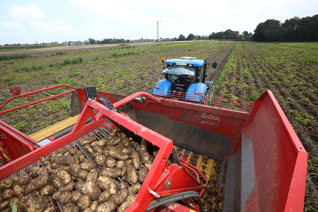 Oogst van fritesaardappelen. De fritesfabrieken willen graag aardappelen contracteren, maar akkerbouwers hebben mede door hogere graanprijzen alternatieven om te telen. De contractprijzen zijn tussentijds zelfs naar boven bijgesteld. - Foto: Henk Riswick