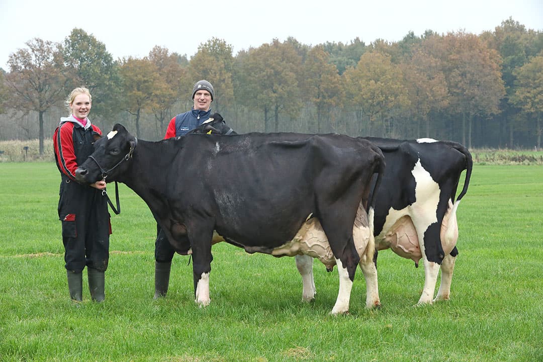 Vader Niek en dochter Eline hebben moeder en dochter aan het halster. De zwarte Sientje 145 is een belangrijke stammoeder in de stal. Haar levenskracht en functionele exterieur zijn de basis voor een goede en hoge levensproductie. - Foto's: Henk Riswick