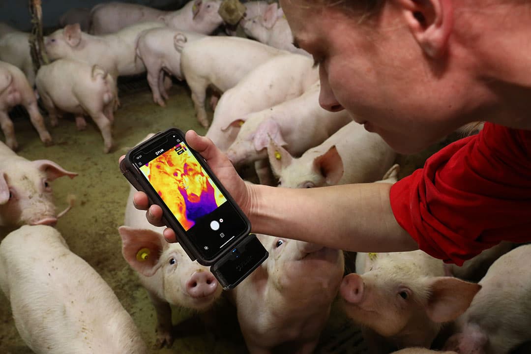 Dierenarts Karien Koenders controleert gespeende biggen op oor- en staartnecrose met een warmtebeeldcamera. - Foto: Henk Riswick