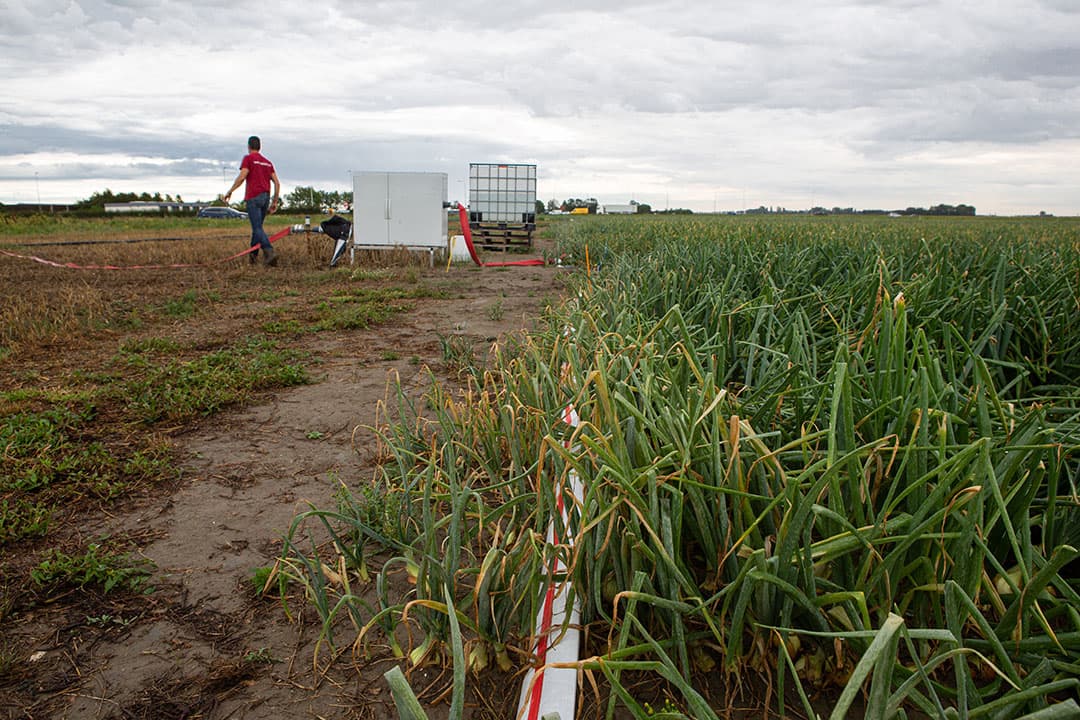 Opstelling van een druppelirrigatiesysteem in uien op proefboerderij Rusthoeve in Colijnsplaat. Als de slangen eenmaal liggen vraagt het systeem nauwelijks arbeid meer. - Foto: Peter Roek