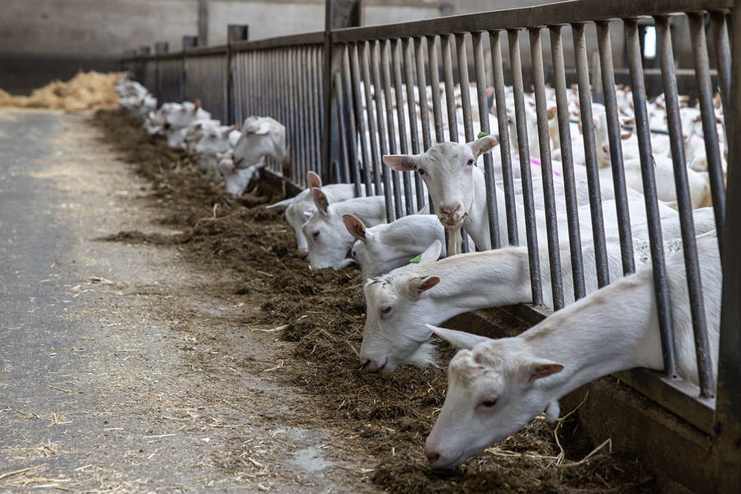 De Raad van State stelt dat de gemeente de omgevingsvergunning alleen mag weigeren als dit ten koste gaat van de bescherming van het milieu. - Foto: Peter Roek