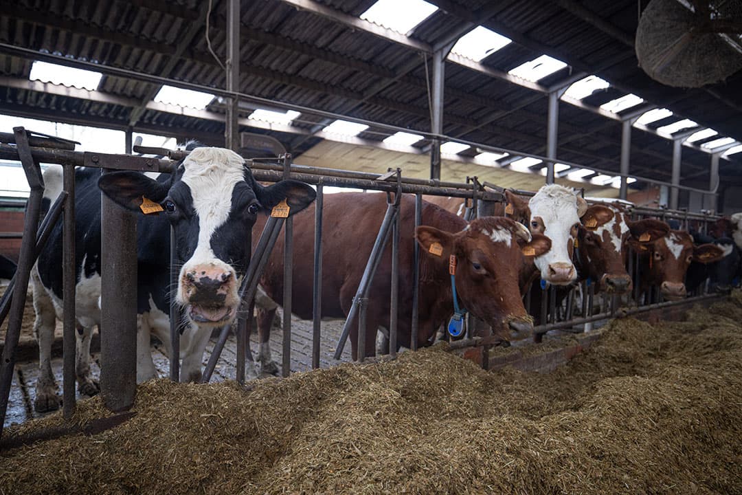 De wijziging van de Meststoffenwet waarin de afromingsvrije lease wordt geregeld, komt volgende week in de Eerste Kamer aan de orde. - Foto: Peter Roek