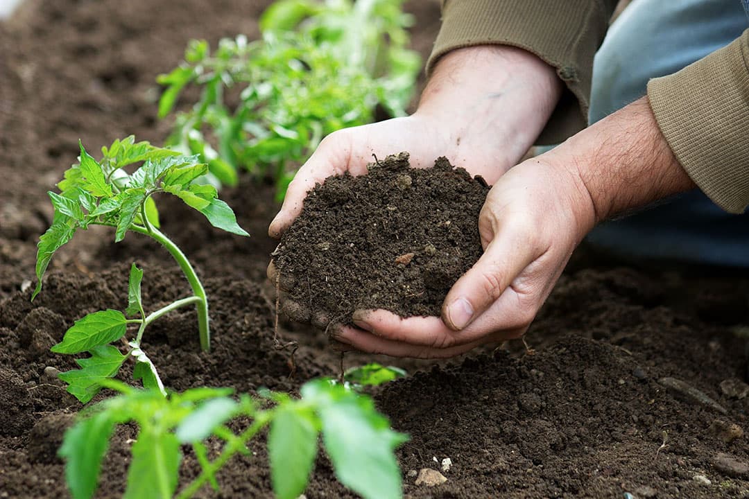 Onderzoekers willen bij tomaten bekijken wat het effect is van de kwaliteit van de bodem op de gezondheid van een gewas. - Foto: Canva