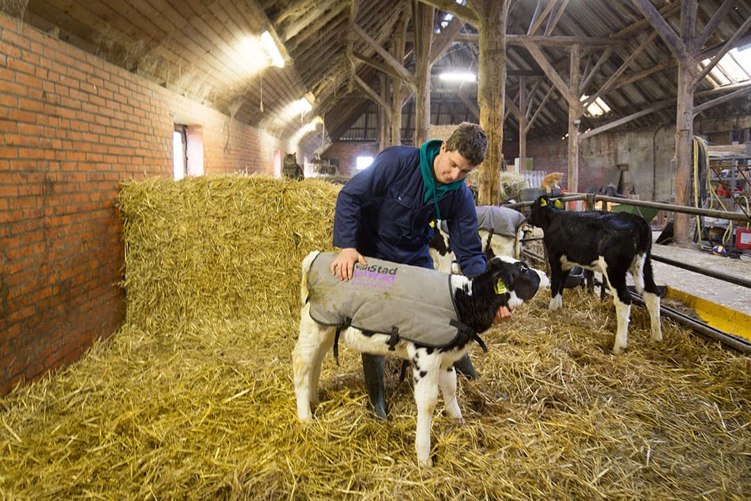 Bij omgevingstemperatuur lager dan 18 graden helpt een kalverdekje kalveren warm te blijven. - Foto: Jan Willem van Vliet