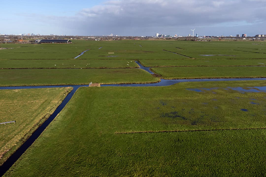 Een typisch beeld van het westelijk veenweidegebied in: grasland doorsneden met greppels met de achtergrond de flats van de randstad. Veel onderwerpen komen hier samen. - Foto's: Herbert Wiggerman