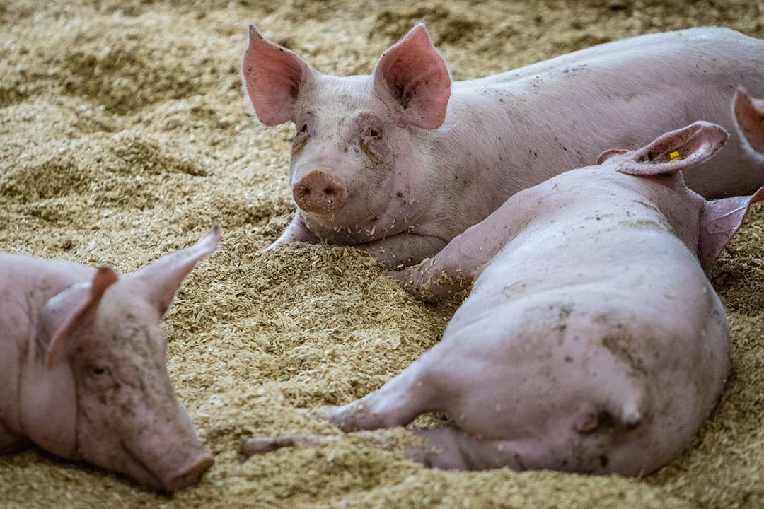 Wroetvarkens in stal. Een bekend dierhouderijsysteem voor de varkenshouder, de consument heeft daarover eigen ideeën. - Foto: Ronald Hissink